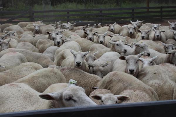 ¿Por qué criar Texel? Realizan charla técnica el sábado 27 de febrero en Guairá