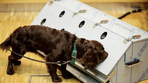 Por primera vez el Ejército indio usa perros para detectar más rápidamente casos de covid-19 | Ñanduti