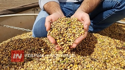 ZAFRA SOJERA MARCADA POR LA HUMEDAD EN GRANOS
