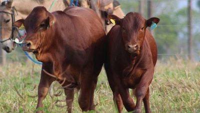 Raza Bonsmara evoluciona positivamente y cada día suma nuevos adeptos (productores apuestan al cruzamiento)