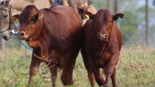 Raza Bonsmara evoluciona positivamente y cada día suma nuevos adeptos (productores apuestan al cruzamiento)