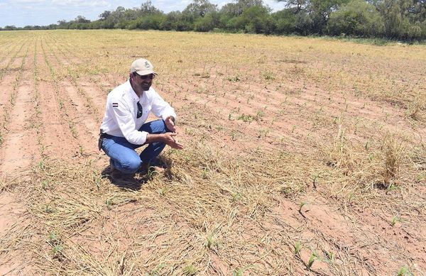 Sequía empuja a ganaderos a sumarse al rubro agrícola - Nacionales - ABC Color