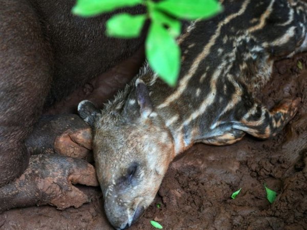 Centro Ambiental de Hernandarias se amplía con 30 crías de animales
