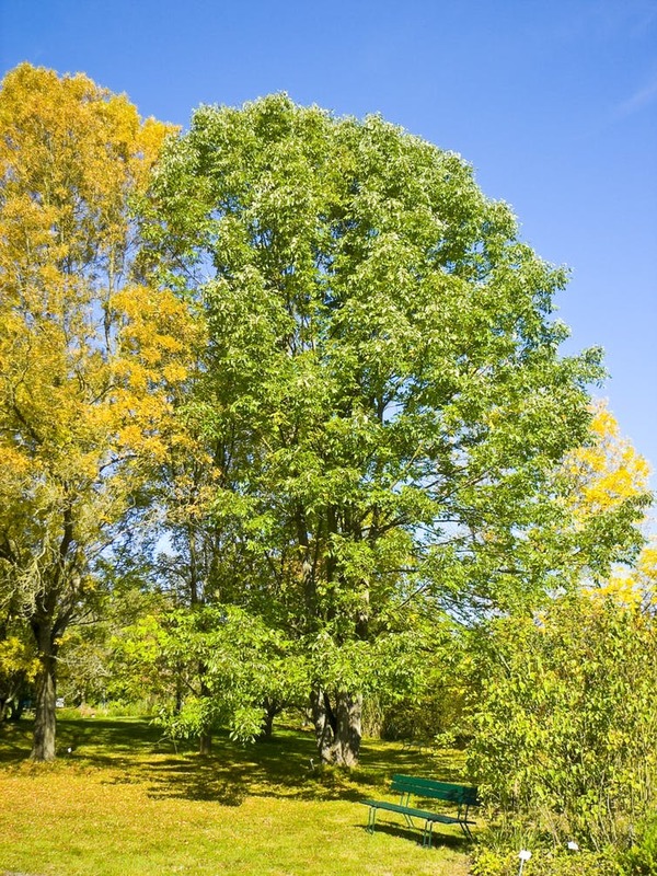 El cambio climático afecta a la madera de las guitarras