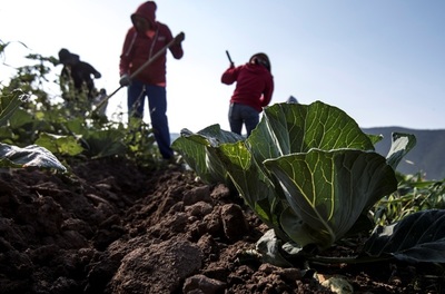 IICA resalta proyectos que impulsan el crecimiento agropecuario de México - MarketData