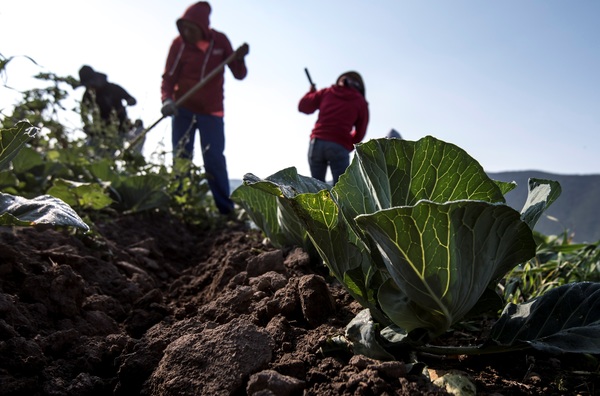 IICA resalta proyectos que impulsan el crecimiento agropecuario de México - MarketData