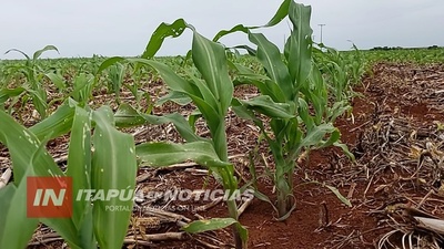 APUESTA AL CULTIVO DE MAÍZ ANTE ALTA DEMANDA A NIVEL LOCAL E INTERNACIONAL