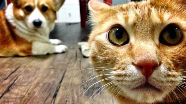 HOY / Corea del Sur: Test para mascotas con síntomas de COVID-19 y cuarentena para las que dan positivo