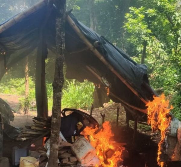 Destruyen plantaciones de marihuana en zona de Zanja Pytã