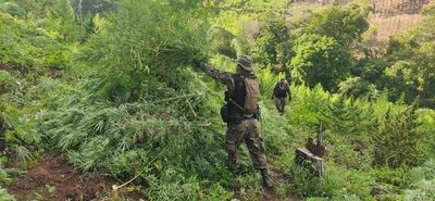 Destruyen 7 hectáreas de plantaciones de marihuana en Amambay - Nacionales - ABC Color
