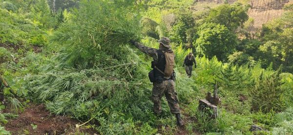 Destruyen 7 hectáreas de plantaciones de marihuana en Amambay - Nacionales - ABC Color