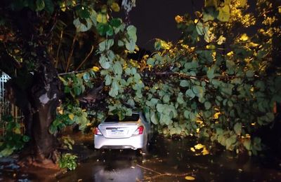 Tras lluvias, reportan caída de árboles en varios puntos de la capital - Nacionales - ABC Color
