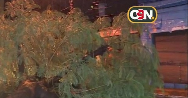 Árbol caído bloquea la calle Herrera - C9N