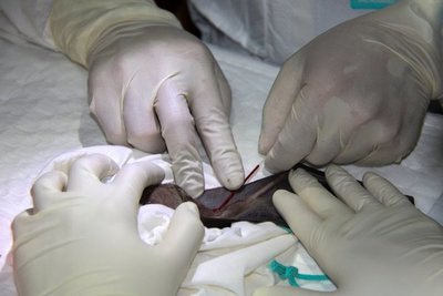 Hallaron murciélagos en Tailandia con un nuevo coronavirus - ADN Digital