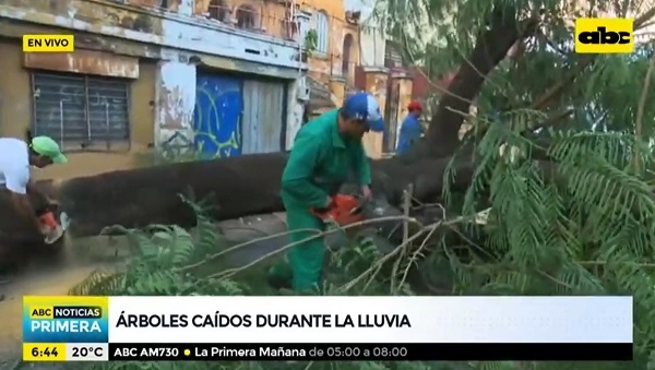 Árbol caído bloquea tránsito en el microcentro