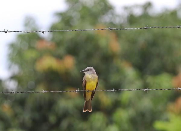 Sumate a esta iniciativa contando las aves de tu jardín