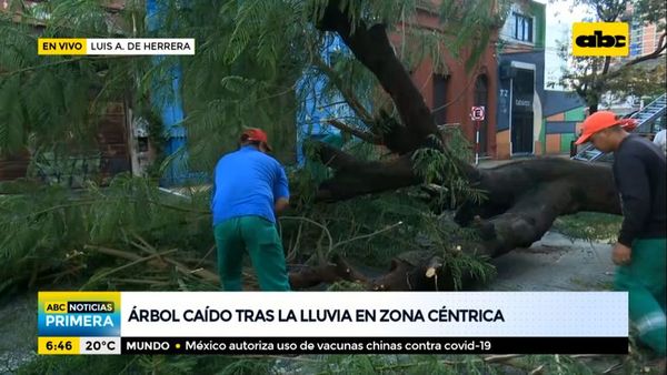 Árbol caído en la zona céntrica tras las lluvias de anoche - ABC Noticias - ABC Color