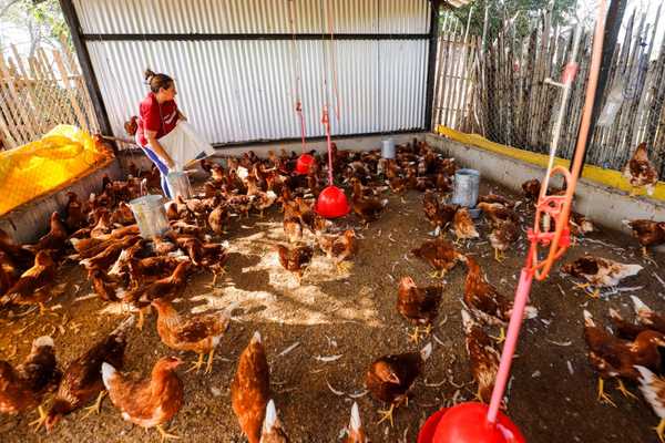 MAG prosigue con entrega de insumos a pequeños productores avícolas de San Pedro  | .::Agencia IP::.