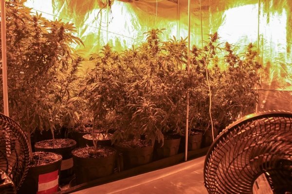 Hallan marihuana del PCC en invernaderos “indoor” | Noticias Paraguay