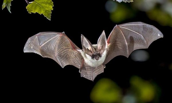 Identifican nueva variante de coronavirus en murciélagos hallados en Tailandia