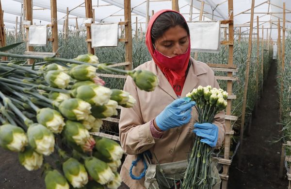 Las flores colombianas viajan por un mundo en pandemia para San Valentín - MarketData