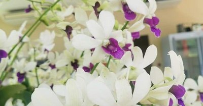 La Nación / Productores ofertan coloridas orquídeas para celebrar el día de los enamorados