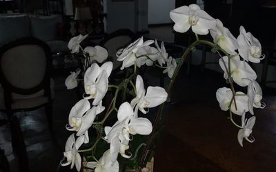 Pasión por las orquídeas: feria de flores de San Valentín