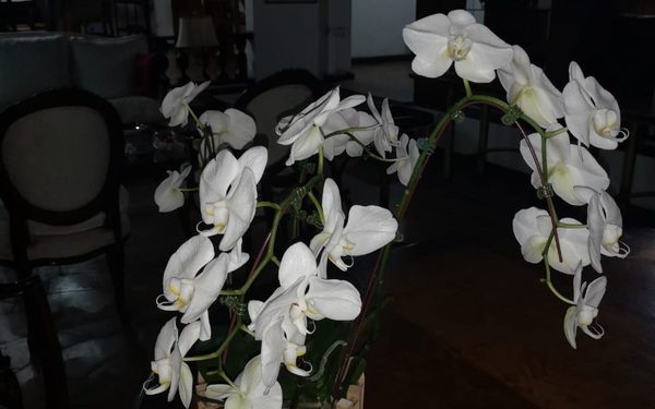 Pasión por las orquídeas: feria de flores de San Valentín