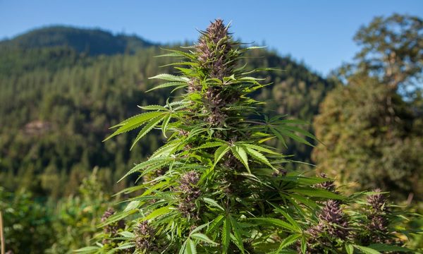 Ministra antidrogas habla de legalización de la marihuana