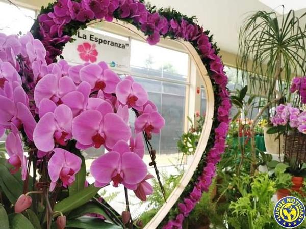 Feria de orquídeas para enamorados •
