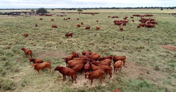 La Nación / Avanzan con proyecto para posicionar la carne producida en el Chaco