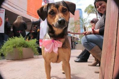 Nueva directora anhela un refugio y centro de adopción para animales rescatados | .::Agencia IP::.