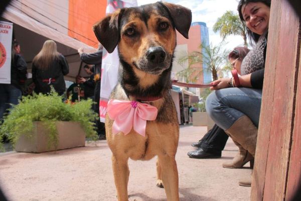 Nueva directora anhela un refugio y centro de adopción para animales rescatados | .::Agencia IP::.