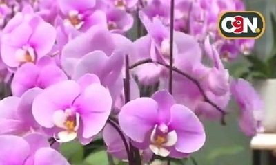 San Lorenzo: Hermosas orquídeas para regalar en el día de los enamorados - C9N