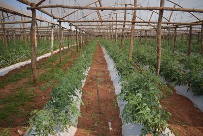 Agrogandera CampoBull diversificación constante