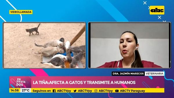 La tiña: afecta a gatos y se transmite a humanos - Ensiestados - ABC Color