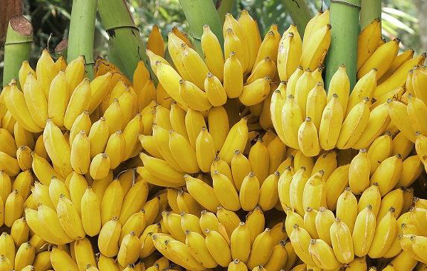 Bananas paraguayas