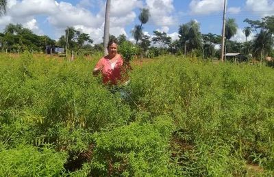 Piden ayuda para vender hierbas medicinales - Nacionales - ABC Color