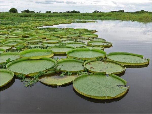 Rebrotó el yacaré yrupẽ, la planta acuática que atrae a los turistas