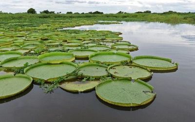 Rebrotó el yacaré yrupẽ, la planta acuática que atrae a los turistas