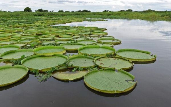 Rebrotó el yacaré yrupẽ, la planta acuática que atrae a los turistas