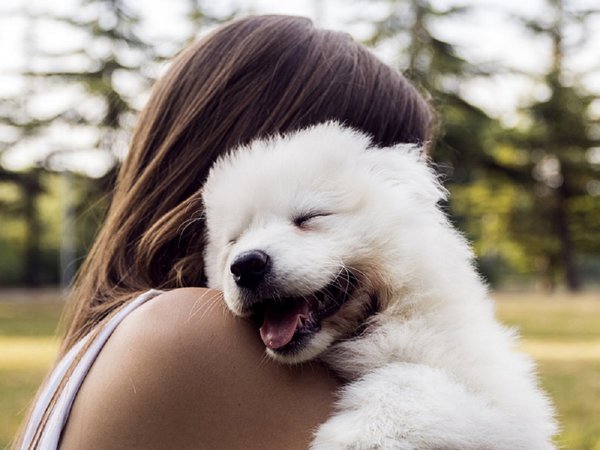 El amor por los perros transforma San Valentín en EEUU