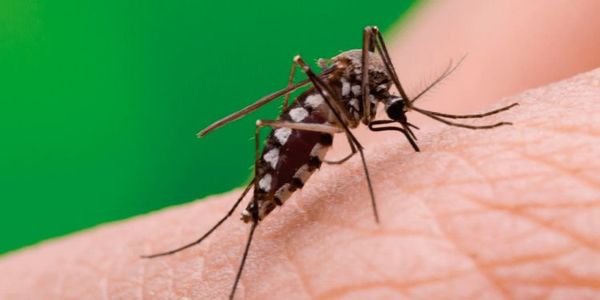 Dengue: 96 casos confirmados y 2.935 notificaciones de sospechas a nivel país
