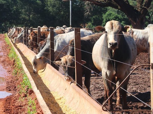 Industria sobre el precio del ganado gordo: “Parece que llegamos al techo”