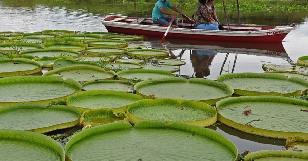 La Nación / Rebrotó el irupé, la planta acuática que atrae a los turistas