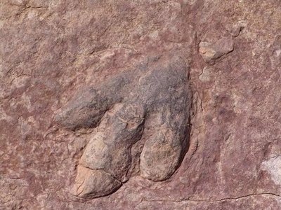 Dinosaurios habitaron la costa de Portugal hace 129 millones de años