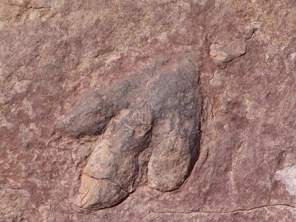 Dinosaurios habitaron la costa de Portugal hace 129 millones de años