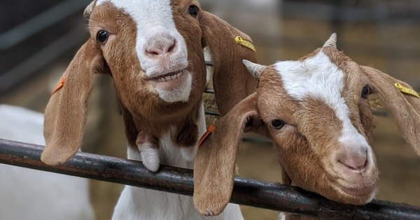 La Nación / Un chiste rentable: alquilar cabras para amenizar videollamadas