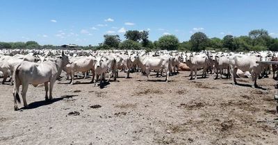 Tras lluvias, se recupera el sector ganadero del Chaco - Nacionales - ABC Color