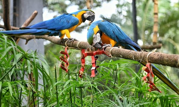 Animales celebraron Día de San Valentín con colorido banquete